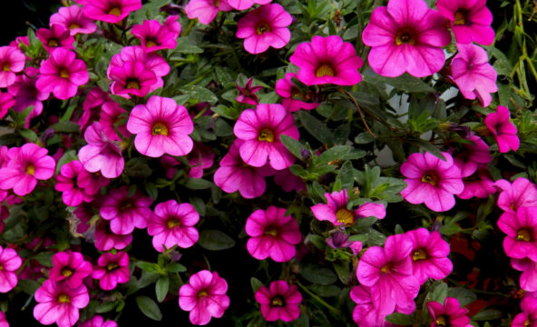 Kuvassa pinkkejä kukkia