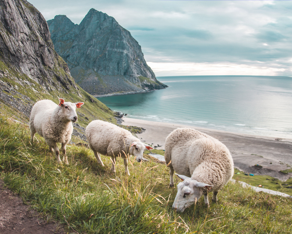 Kolme lammasta laiduntamassa vuoren rinteellä Lofooteilla. Taustalla siintää sininen meri. 