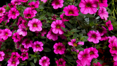 Kuvassa pinkkejä kukkia