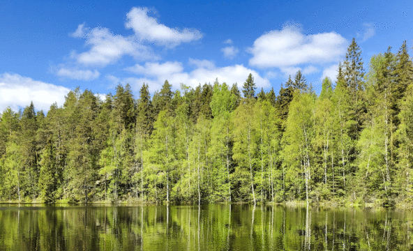 Photo: trees on a lakeside