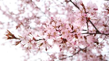 Kuvituskuva: kirsikkapuu kukkii